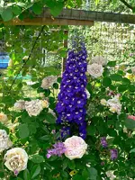GloiredD_080601c.webp