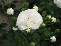 long_john_silver_040706a.webp