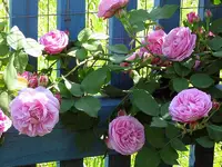 LouiseOdier_040623c.webp