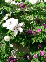 ReineViolettesLongJohnSilver_040623a.webp