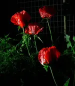 poppy_090526a.webp