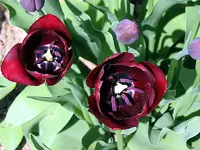 tulpen_040430e.webp