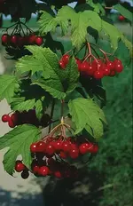 Viburnum-opulus-2.webp