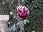 DSC08278.png