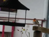 P1260091.webp