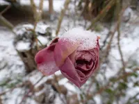 P1260130.webp