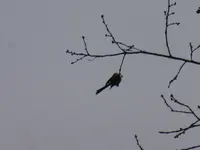 P1260201.webp