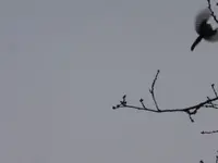 P1260202.webp