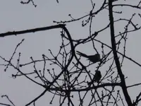 P1260206.webp