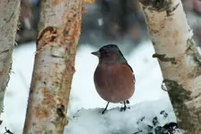 DSCF8396 (2).webp