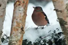 DSCF8397 (2).webp