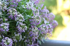 IMG_0771.webp