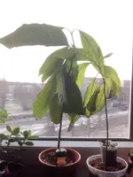 Avocado.webp