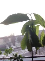 Avocado2.webp