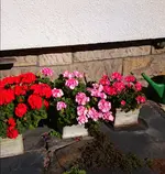 Geranien.webp