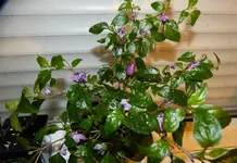 Lutzi1.webp