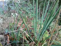 Yucca (2).jpg