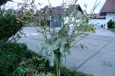 2017_0113winterschutz0001.JPG