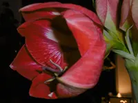 P1000007.webp