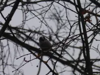 P1260290.webp