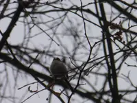 P1260291.webp