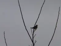 P1260284.webp