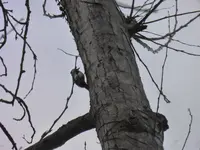 P1260300.webp