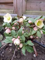 P1260416.webp