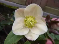 P1260418.webp