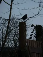 P1260486.webp