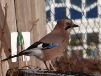 P1260571.webp