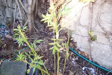 pflanze2 (2).webp