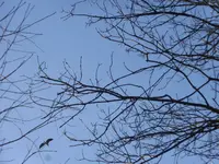 P1260600.webp