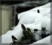 comp_DSC02881.webp