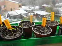 DSCN4749.webp