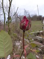 P1260413.webp