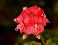 erste Geranienblüte_17012017_800.webp