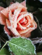 IMG_20170119_205333.webp
