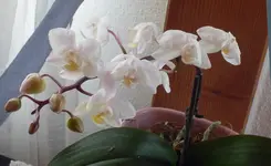 P1010046.webp