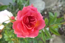 2012_0719Sommer0002.webp