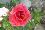 2012_0719Sommer0002.JPG