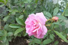 2012_0719Sommer0003.webp