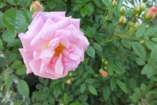 2013_0706Sommer0014.webp