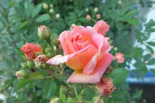 2013_0707Sommer0013.JPG