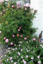 2014_0623sommer0008 joanne u storch.JPG
