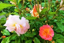 joanne.webp