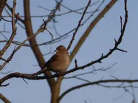 P1260811.webp