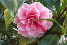 SAM_1086.webp