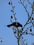 P1040132Amsel am Taschentuchbaum.jpg