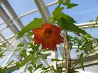 P1040137Kanarenglockenblume.webp